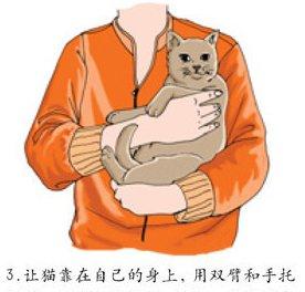 抱猫的正确姿势图片 猫对主人的记忆有多久