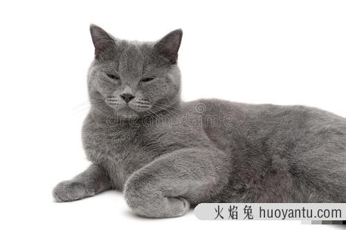 灰色咖啡猫图片 真实咖啡猫图片