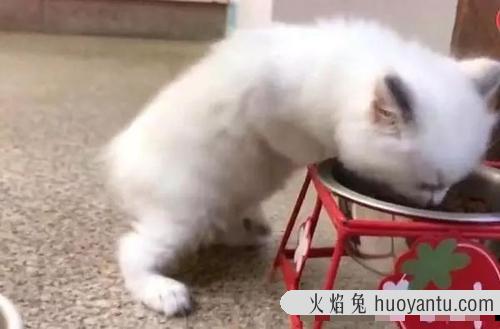 怎么教小奶猫吃猫粮 怎样引导小猫去碗里喝奶