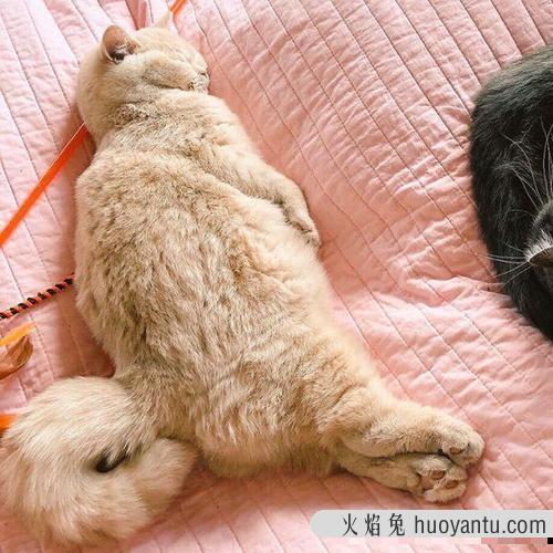 猫咪盘成一团睡觉 猫为什么缩成一团睡觉