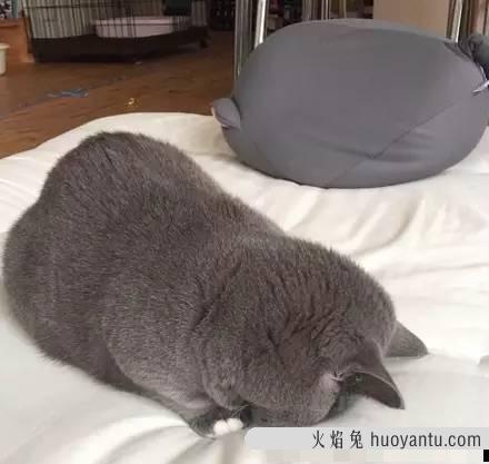 小猫坐着睡觉正常吗 猫总是蹲坐着睡觉