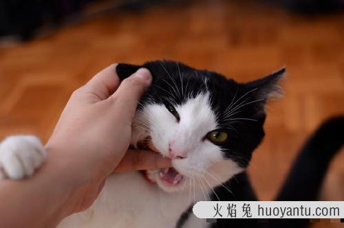 猫咪盘成一团睡觉 猫为什么缩成一团睡觉