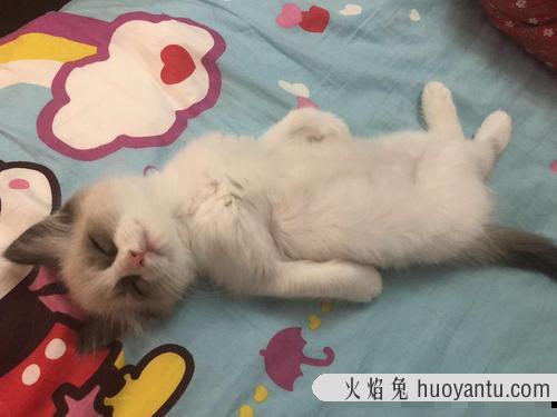 猫睡觉卷成一团的原因 小猫养多久才认主人