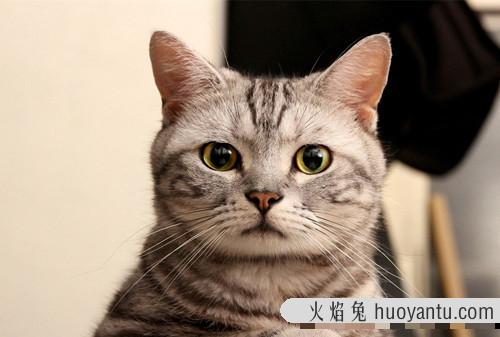 猫睡觉卷成一团的原因 小猫养多久才认主人