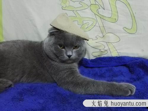 乌云踏雪猫 千万不要养戴白手套的猫