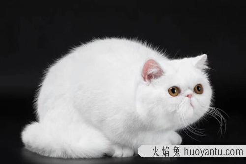 真实咖啡猫图片 灰色咖啡猫图片