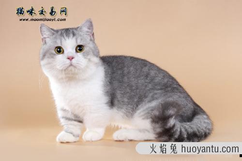 猫好像长不大了 猫咪能吃能喝但长不大