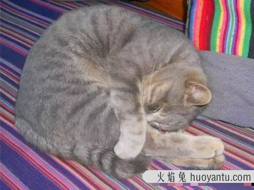 猫咪蜷成一团睡觉 猫咪蜷缩起来是不舒服吗