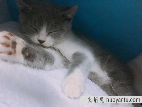 猫咪蜷成一团睡觉 猫咪蜷缩起来是不舒服吗