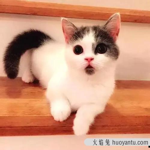 小奶猫是不是都特别粘人 为什么小奶猫要挨着人睡觉