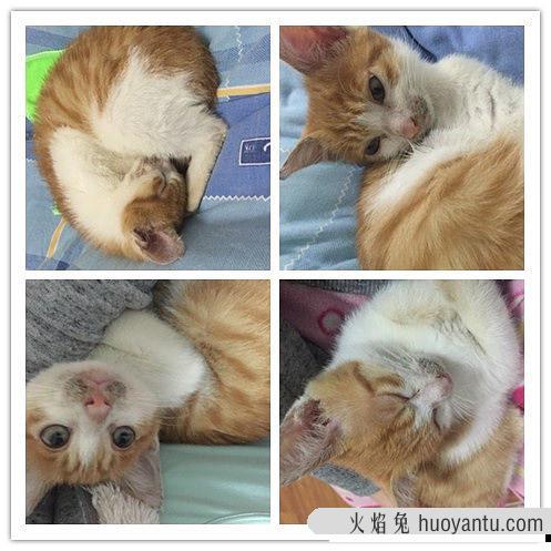 小奶猫是不是都特别粘人 为什么小奶猫要挨着人睡觉