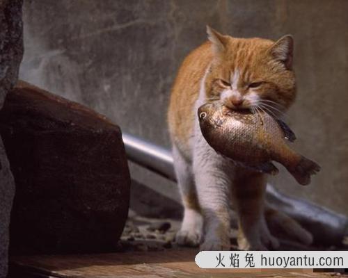 猫吃骨头会不会卡住 幼猫吃骨头卡住了的症状