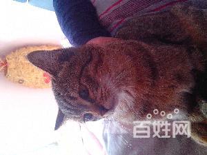 猫卡刺症状 长骨刺有什么症状