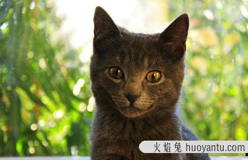 猫声音沙哑感觉卡住了 猫咪被卡住气管的症状