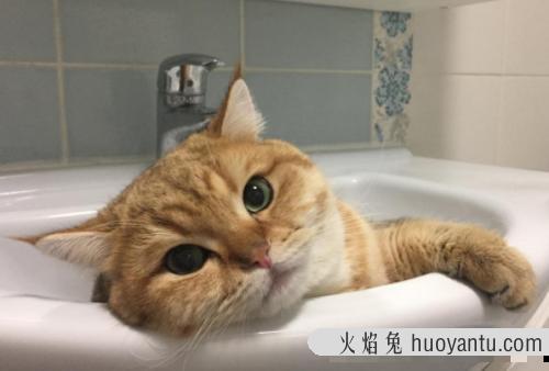 猫咪喉咙那里摸着会有凸起吗 猫咪脖子里面摸着像瘤