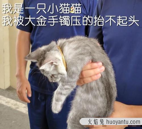 猫咪吃胶囊会卡住吗 怎么给猫咪喂胶囊型的药