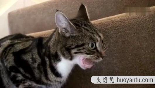 猫咪吃胶囊会卡住吗 怎么给猫咪喂胶囊型的药