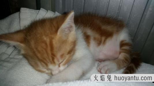 猫怀孕是哪个位置鼓起来 猫怀孕肚子怎么摸胎儿