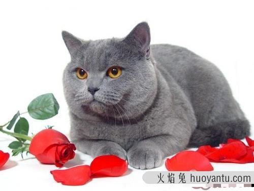 猫吃生鱼还是熟鱼 买什么鱼适合煮给猫吃