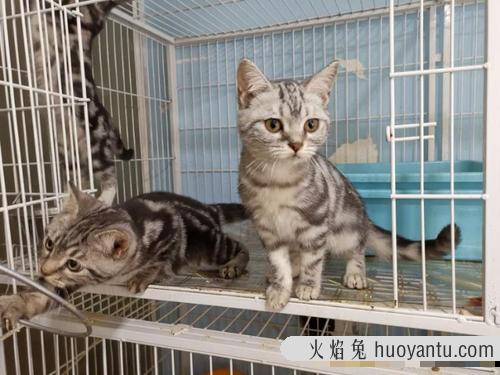 猫把鱼刺也吃到肚子里了 两个月的小猫吃了鱼刺怎么办