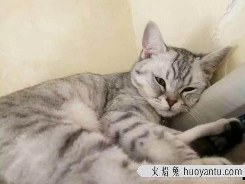 猫把鱼刺也吃到肚子里了 两个月的小猫吃了鱼刺怎么办