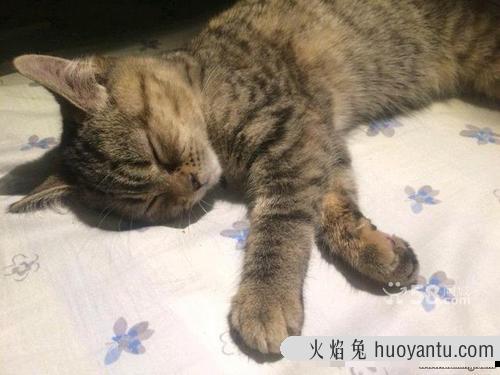 猫把鱼刺也吃到肚子里了 两个月的小猫吃了鱼刺怎么办