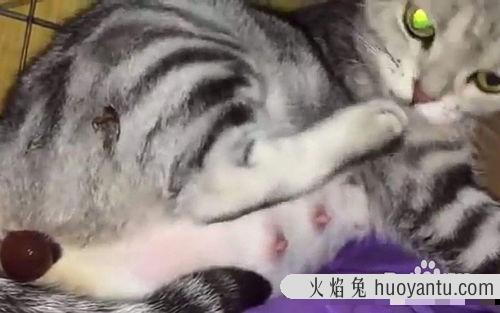 母猫临产当天的反应 猫生小猫前提示主人