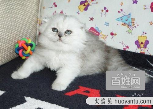 猫可以消化鱼骨头吗 鱼骨头可以喂猫吗