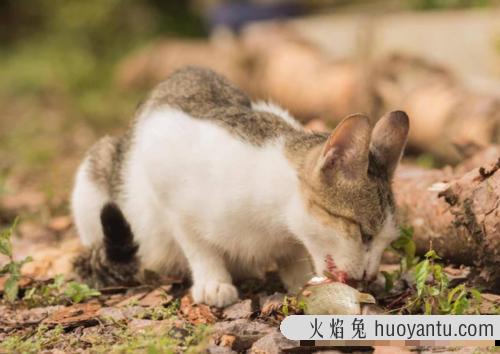 猫为啥吃鱼刺卡不着 小猫吃鱼会被鱼刺卡吗