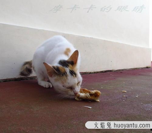 猫喉咙卡住的症状 猫像被卡住一样干呕