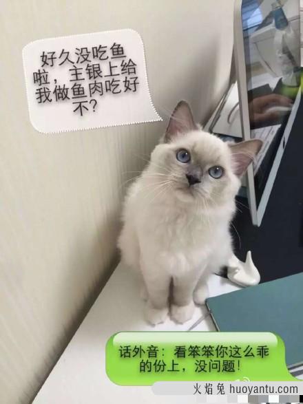 给猫吃鲫鱼会不会被刺卡住 猫咪吃鲫鱼要拔刺吗