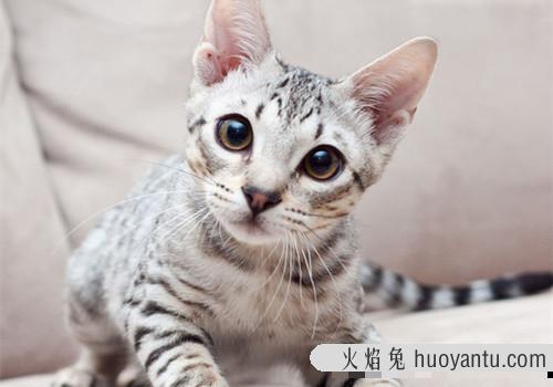 猫咪假孕和真孕区别 猫咪假孕肚子摸着什么感觉