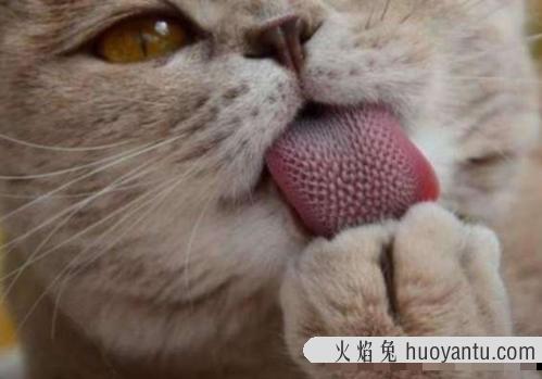 猫咪吃胶囊会卡住吗 怎么给猫咪喂胶囊型的药