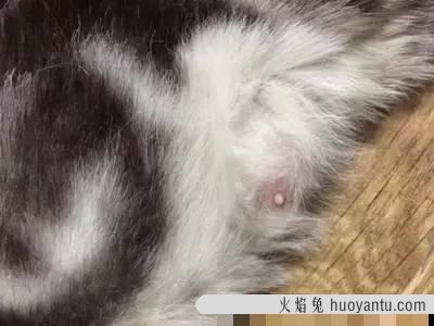 猫咪假孕和真孕区别 猫咪假孕肚子摸着什么感觉