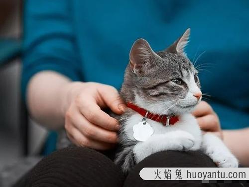 猫怀孕1到9周变化图片 猫怀孕是哪个位置鼓起来