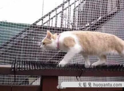 猫咪第一胎一般生几只 母猫第一胎注意事项