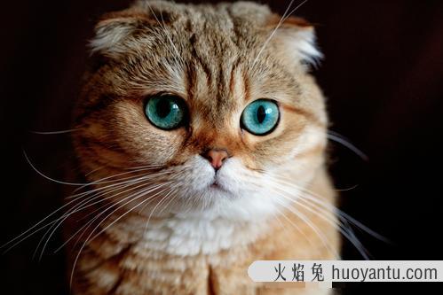 猫咪吃鲫鱼要拔刺吗 给猫做鲫鱼方法如下