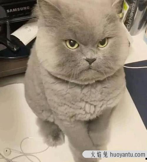 怎么确定猫咪认主人了 猫咪对人的信任分等级