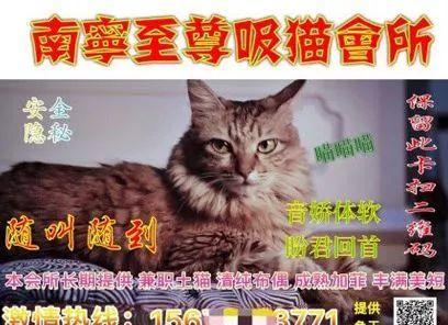 母猫生产前三天的征兆 猫咪快生了有啥反应