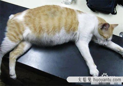 母猫生产前三天的征兆 猫咪快生了有啥反应