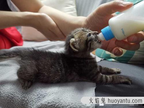 家养的土猫不喂猫粮可以吗 养土猫后有多后悔