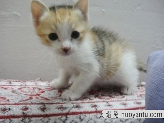 养2个月小猫攻略 2个月小猫好养活吗