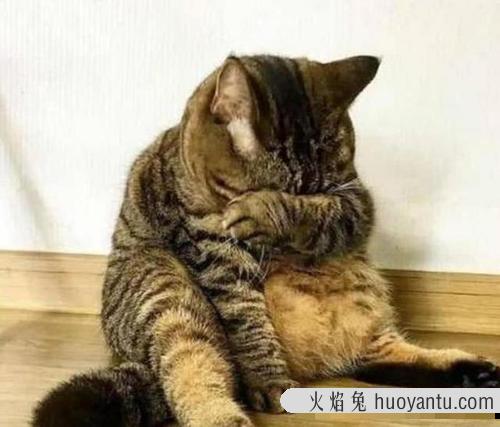 猫被抛弃后见到旧主人 养不熟的猫不想要了