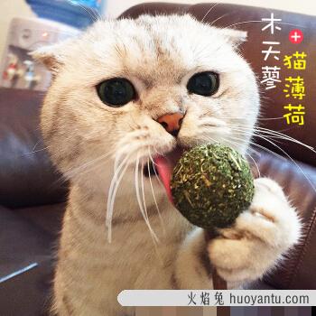 猫咪吃西瓜 猫咪吃西瓜有什么坏处吗