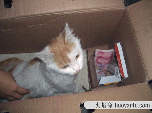 怎样让小土猫听话 土猫怎么养成宠物猫