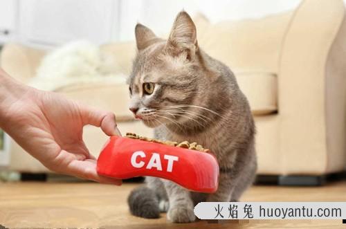 猫故意剩一点猫粮 猫喜欢剩猫粮