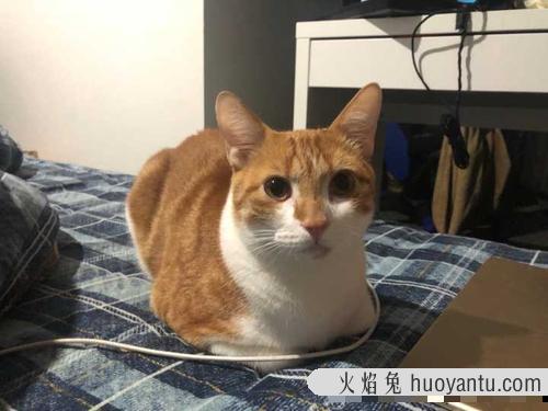 怎样让小土猫听话 土猫怎么养成宠物猫