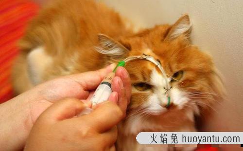 成功改掉猫挑食的毛病 我家猫饿死了