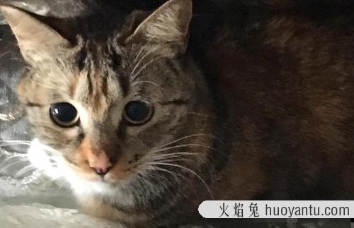 成功改掉猫挑食的毛病 我家猫饿死了