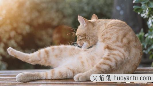 成功改掉猫挑食的毛病 我家猫饿死了